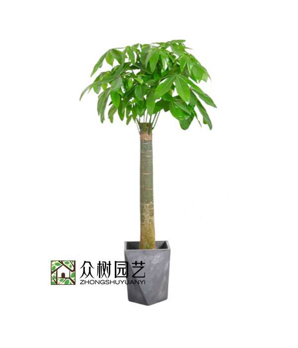 單桿發財樹