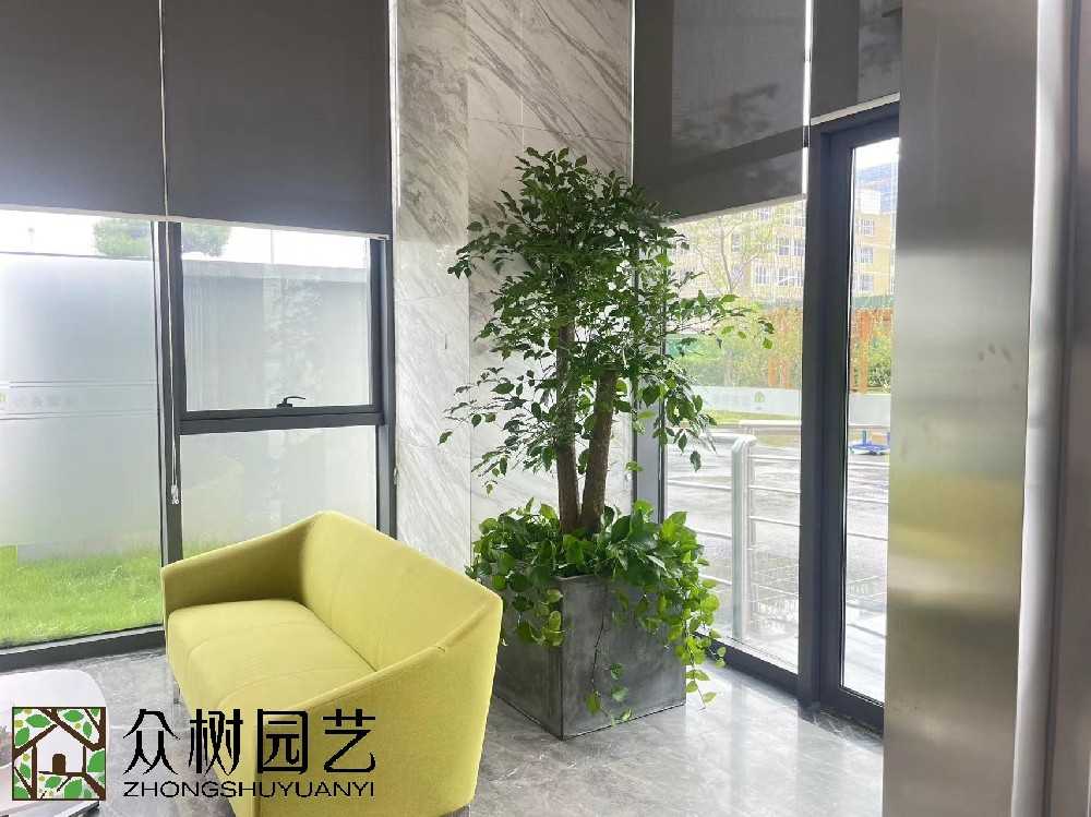 蘇州辦公室綠植租賃：打盆栽辦公時代。
