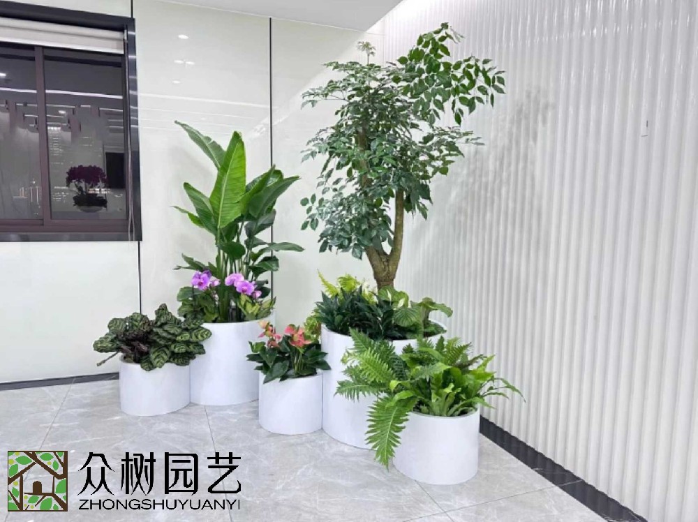 蘇州綠植租賃大揭秘！超詳細報價單，讓你的辦公室綠意盎然又省錢！