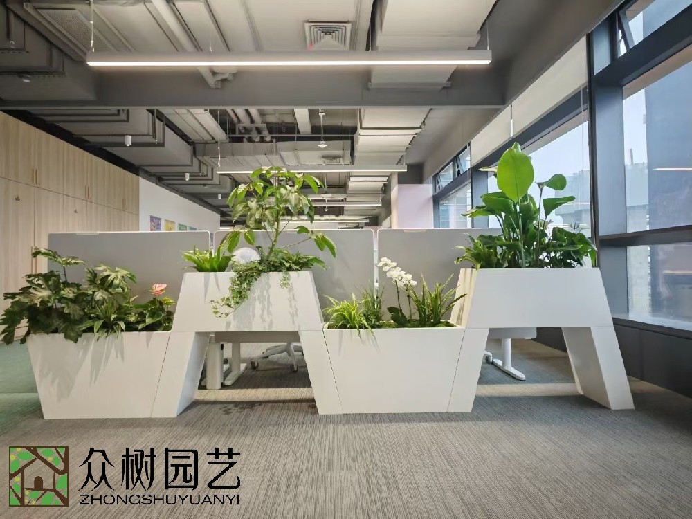 蘇州綠植租賃服務，打造綠色、健康辦公空間