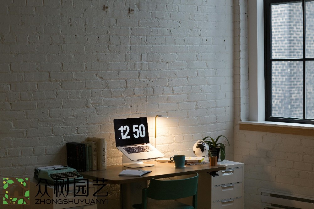 蘇州室內綠植租擺費用揭秘：預算、選擇和維護，一次性了解!